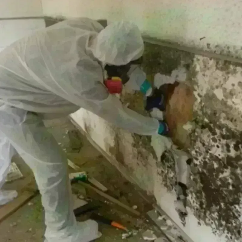 Mold Remediation and Removal in Orland Park, IL